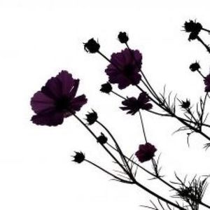 Meet your Posher, Kasey