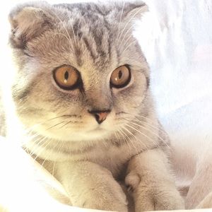 Meet your Posher, Adelya