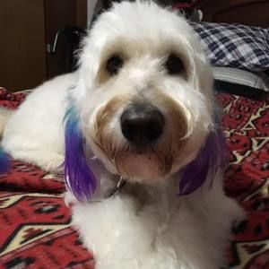 Meet your Posher, Lori