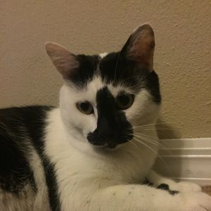 Meet your Posher, Godfrey