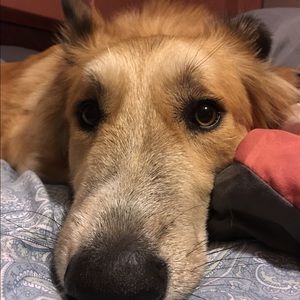 Meet your Posher, Abbie