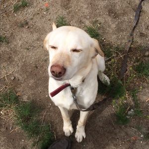 Meet your Posher, Ryker