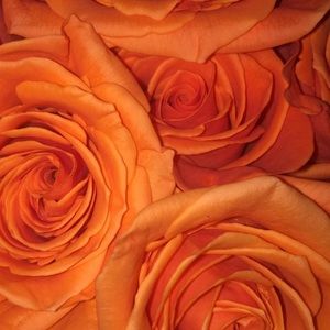 Meet your Posher, Ashlie