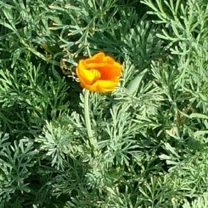 Meet your Posher, Glenda