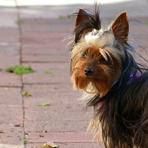 Meet your Posher, Terri