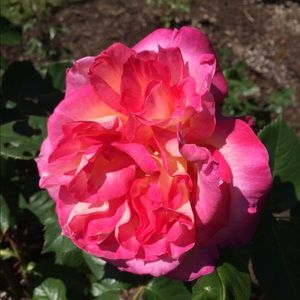 Meet your Posher, Shea