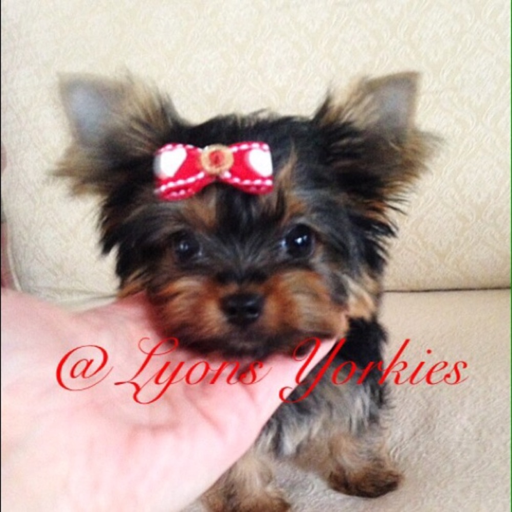 Meet your Posher, Trish