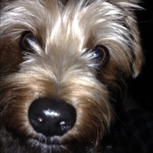 Meet your Posher, Elise