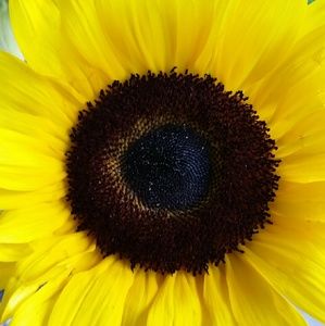 Meet your Posher, Jen