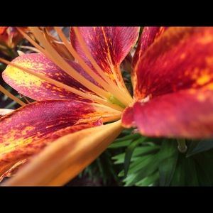 Meet your Posher, Laurel