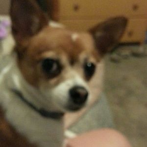 Meet your Posher, Holly