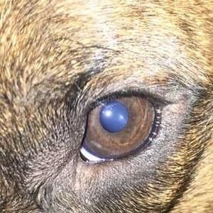 Meet your Posher, Chad