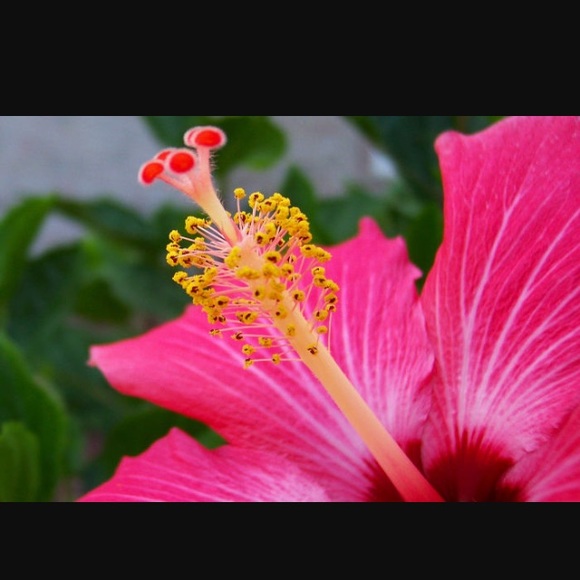 Meet your Posher, Sydney