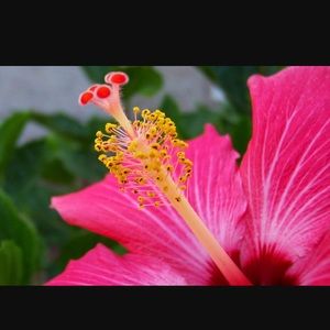 Meet your Posher, Sydney