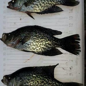 Meet your Posher, Brody