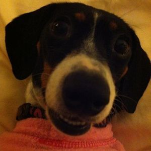 Meet your Posher, Trish