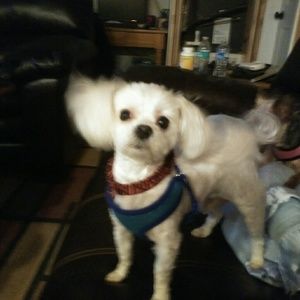 Meet your Posher, Maureen