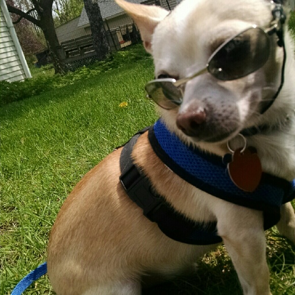 Sunglasses - Picture 2 of 4