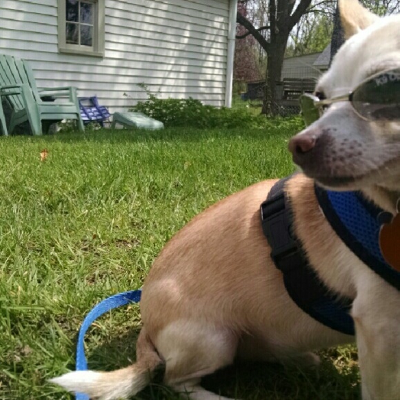 Sunglasses - Picture 4 of 4