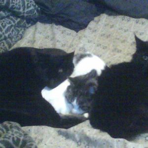 Meet your Posher, Annette