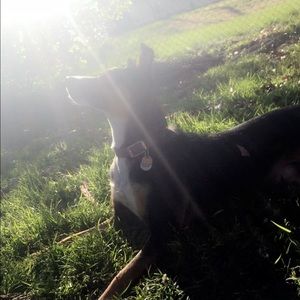 Meet your Posher, Abby