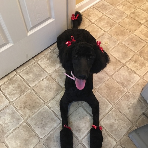 Meet your Posher, Jamesa - Picture 3 of 3