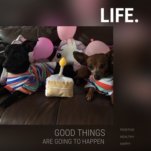 Meet your Posher, Millicent - Picture 3 of 8