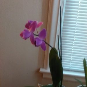 Meet your Posher, Sheila