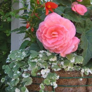 Meet your Posher, Laurie