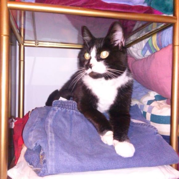 Meet your Posher, Bobbie