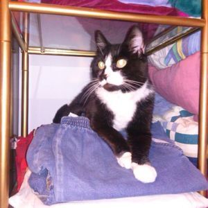 Meet your Posher, Bobbie