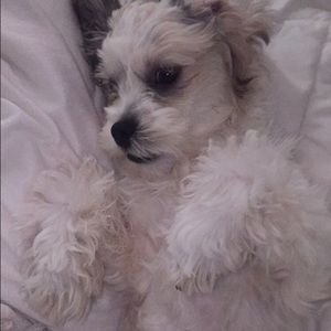 Meet your Posher, Mitzuku