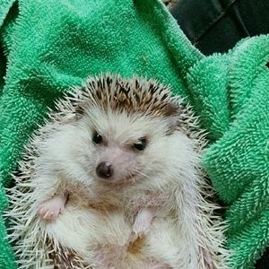 Meet your Posher, Hadley