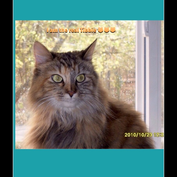 Pictures of the real Tibbie aka Princess Tibbie - Picture 2 of 5