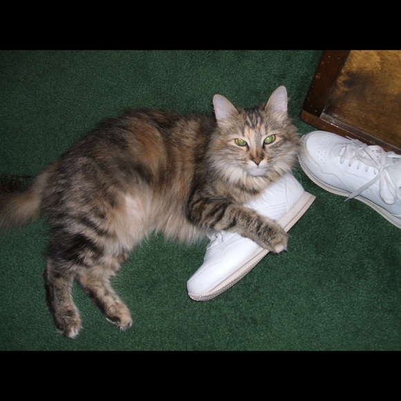 Pictures of the real Tibbie aka Princess Tibbie - Picture 3 of 5