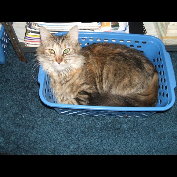 Pictures of the real Tibbie aka Princess Tibbie - Picture 4 of 5