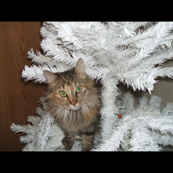 Pictures of the real Tibbie aka Princess Tibbie - Picture 5 of 5