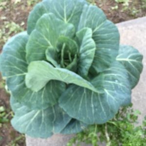 Meet your Posher, Kelli