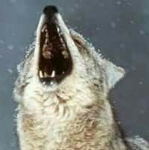 Meet your Posher, Rose