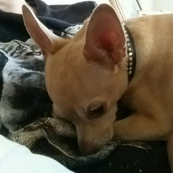 Meet your Posher, Chloe - Picture 2 of 2