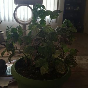 Meet your Posher, Joyce