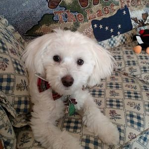 Meet your Posher, Patti