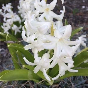 Meet your Posher, Sanja