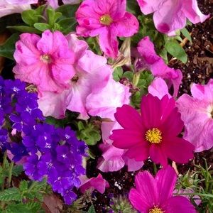 Meet your Posher, Julie