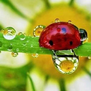 Meet your Posher, Brandy