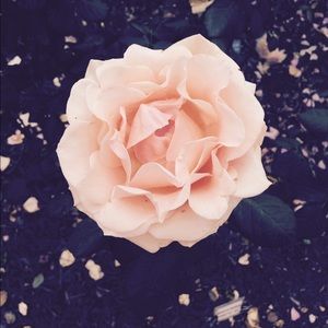 Meet your Posher, Haven