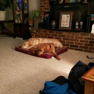 Meet your Posher, Paula