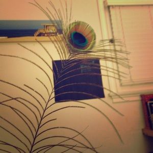 Real peacock feather