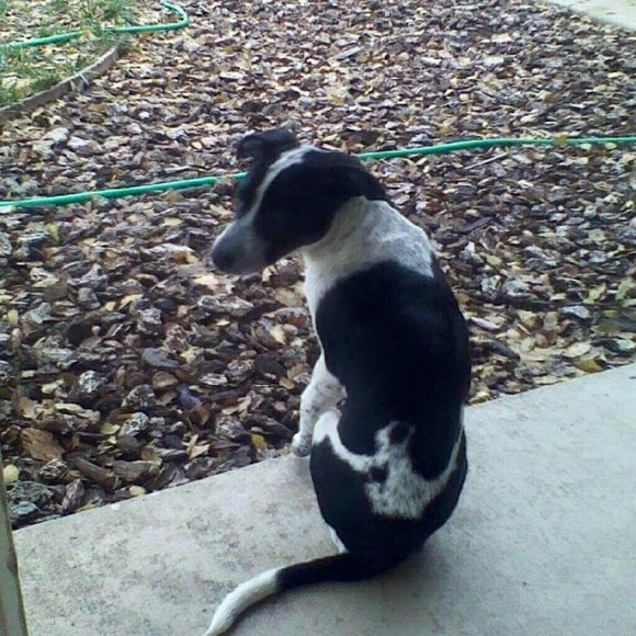 Meet your Posher, Amber - Picture 1 of 1