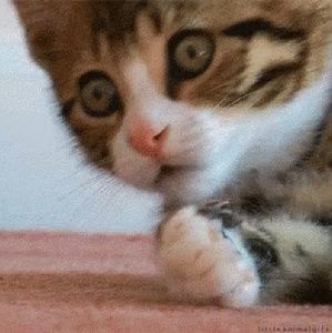 Meet your Posher, Kami